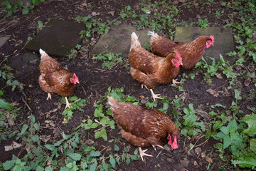 Broods of chickens looking for food