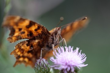 Comma Butterfly, Polygonia c-album