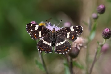 Map Butterfly, Araschnia levana