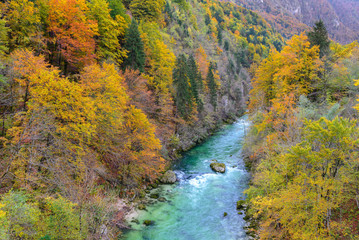 Colorful autumn forest, Savica river in Slovenia
