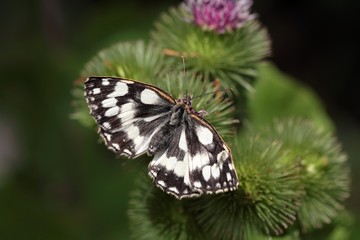 Marbled White, Melanargia galathea