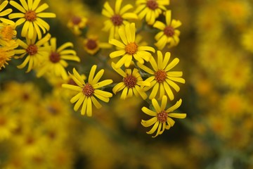 Ragwort Flowers