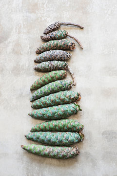 Pine cones arranged in row