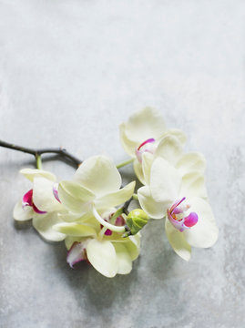 Orchids on marble effect tabletop