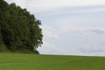 summer landscape