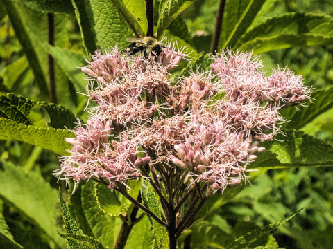 Joe Pye Weed and a Bee