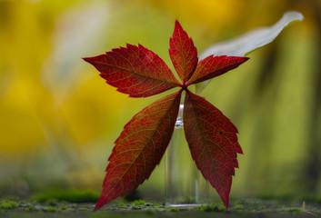 Autumn red grape leaf on a yellow background. Selective focus