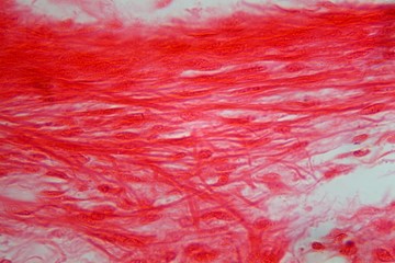 Trachea Cells under the Microscope