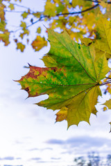 green maple leaf in autumn, sky background