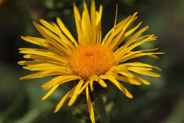 Elecampane (Inula helenium)