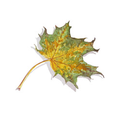 Naklejka premium watercolor yellow maple leaf