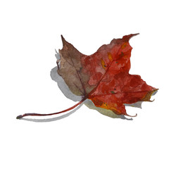 watercolor hand drawn red maple leaf