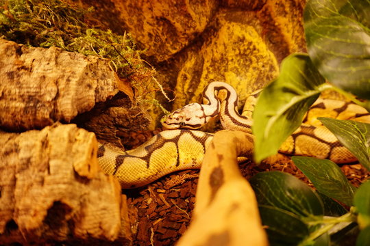 Ball Python