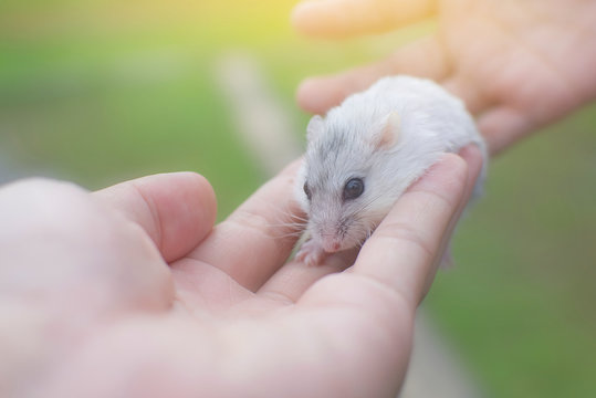 Little Winter White Hamster Sleep On Hand