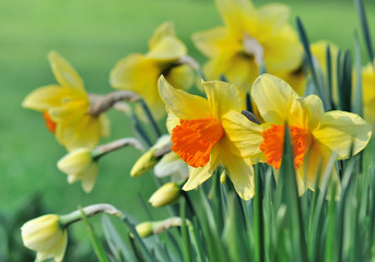 daffodils in garden