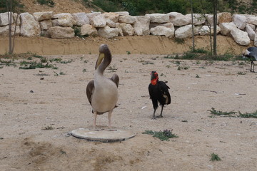 Great white pelican and southern ground hornbill