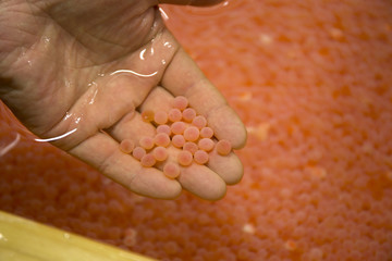 シャケの人工授精