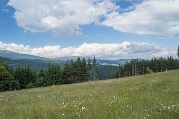 Summer fields, 2016