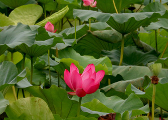 Lotus Flower