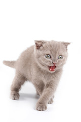 Obraz premium Fluffy kitten British cat meows (isolated on white)
