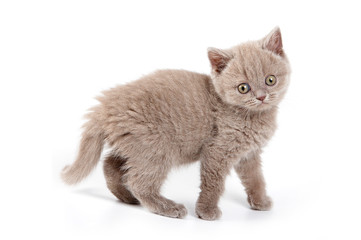 Obraz premium Fluffy kitten British cat (isolated on white)