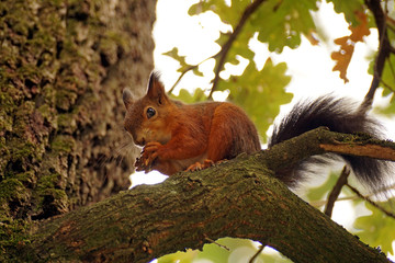 Scoiattolo Rosso sull'albero mentre mangia una noce