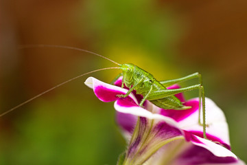Green grasshopper on a flower