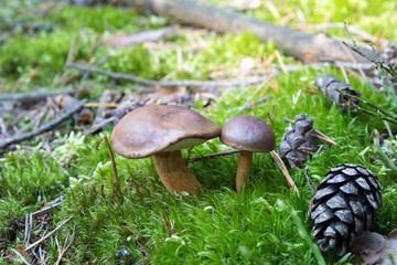 Close-up of pair of small boletuses growing on forest floor from green moss, edible mushrooms, Autumn, Europe