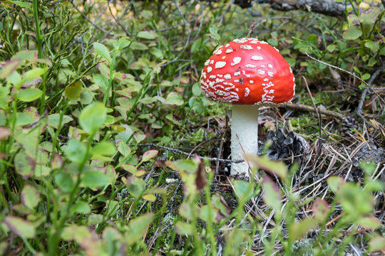 Close-up of young red mushroom growing on forest floor, poisonous toadstool Fly Agaric (Amanita muscaria), Autumn, Europe