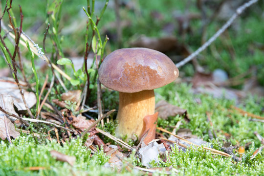 Close-up of small boletus  with brown cap growing on forest floor from green moss, edible mushroom, Autumn, Europe