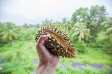 Piece of cut durian in women hand on palms background