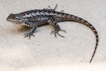Texas Spiny Lizard