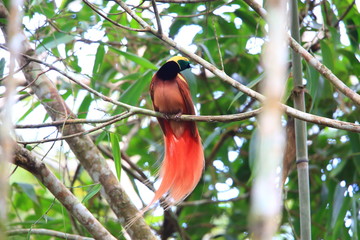 Raggiana Bird-of-paradise (Paradisaea raggiana) in Varirata National Park, Papua New Guinea