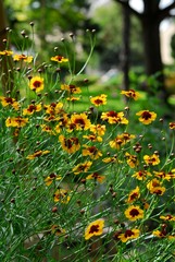 Coréopsis des teinturiers, coreopsis tinctoria
