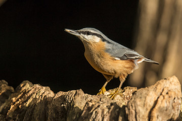 Nuthatch