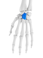 3d rendered medically accurate illustration of capitale