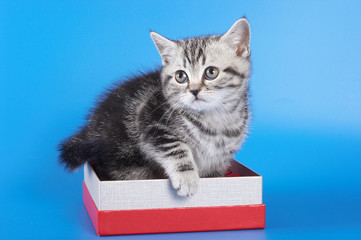 Cute kitty Scottish Fold cat sitting in a box on a blue background