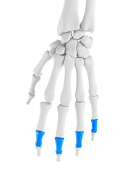 3d rendered medically accurate illustration of the middle phalanges