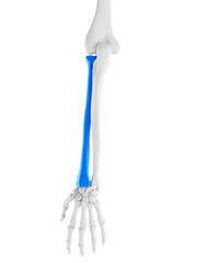 3d rendered medically accurate illustration of the radius