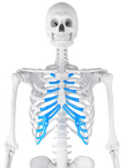 3d rendered medically accurate illustration of the sternal cartilage