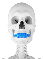 3d rendered medically accurate illustration of the teeth