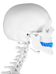 3d rendered medically accurate illustration of the teeth