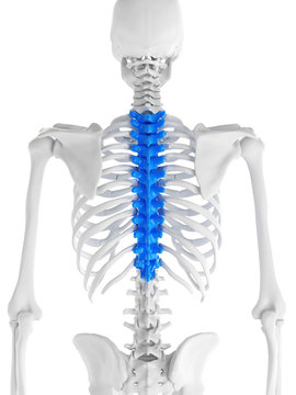 3d rendered medically accurate illustration of the thoracic spine
