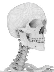 3d rendered medically accurate illustration of the skull