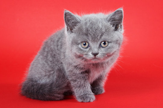 Fluffy gray kitten british on a red background