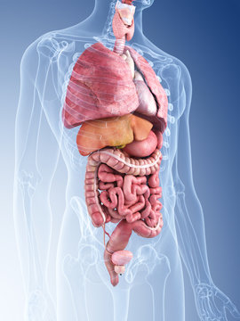3d rendered medically accurate illustration of the human organs