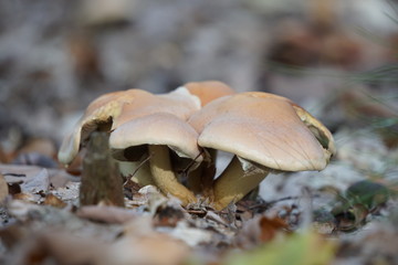 Hallimasch auf Totholz am Waldboden