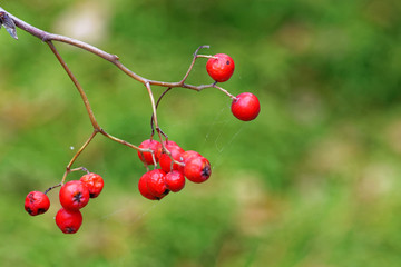 Berries of mountain ash