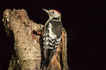 Middle Spotted Woodpecker