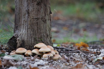 Gruppe Hallimasch an totem Holzstamm